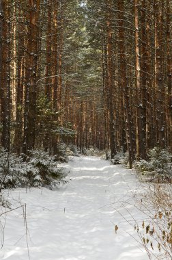 Revda (Rusya)