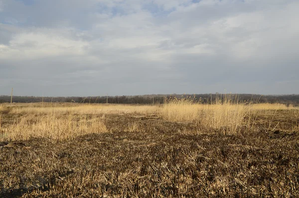 Stock image Swamp - Marsh