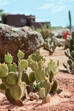 Cactus in desert clipart