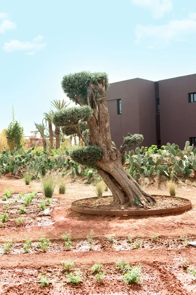 Марокко, дерев на піску — стокове фото