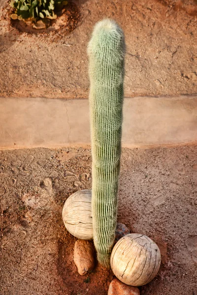 Cactus divertidos — Foto de Stock