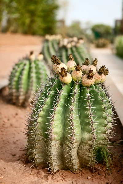 Barrel cactus — Zdjęcie stockowe