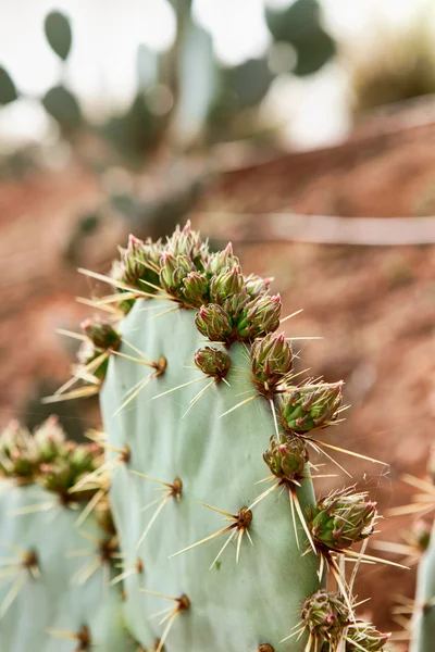 Cactus de pera espinosa de cerca — Foto de Stock