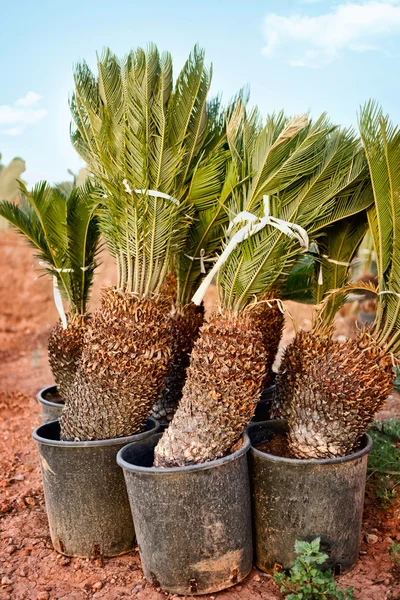 Palmier gata pentru plantare — Fotografie, imagine de stoc