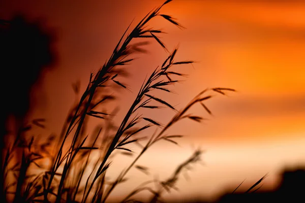 Grano al tramonto — Foto Stock