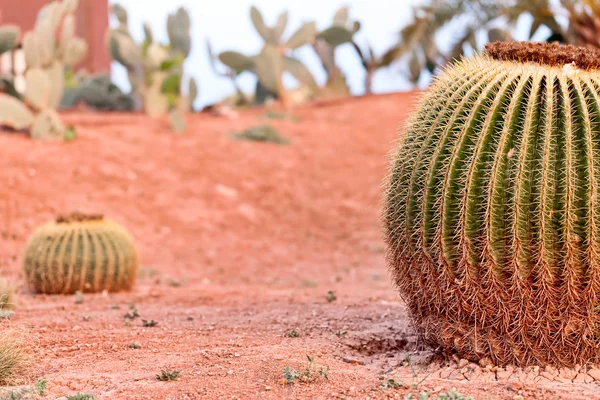 Jardín de Cactus de barril — Foto de Stock