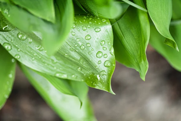 Dråper på grønt bladverk – stockfoto