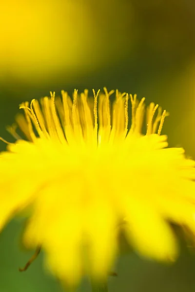 stock image Dandelion flower extreme close up