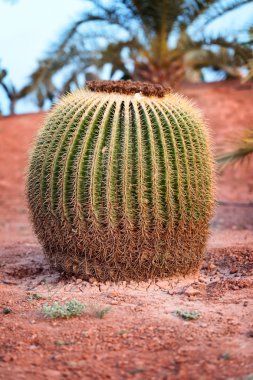 Huge barrel cactus In desert clipart