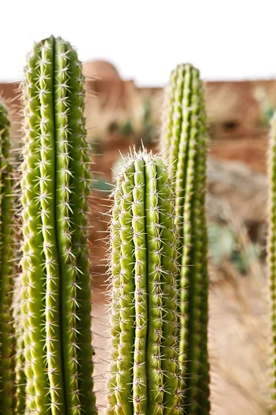 Cactus de pera espinosa — Foto de Stock