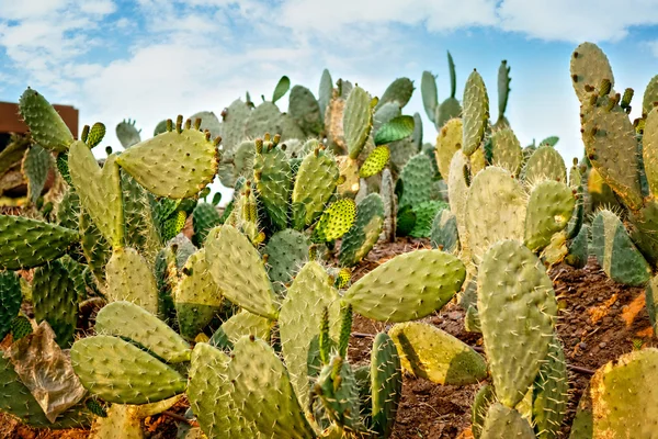 Prickly Pear cactus — Stock Photo, Image