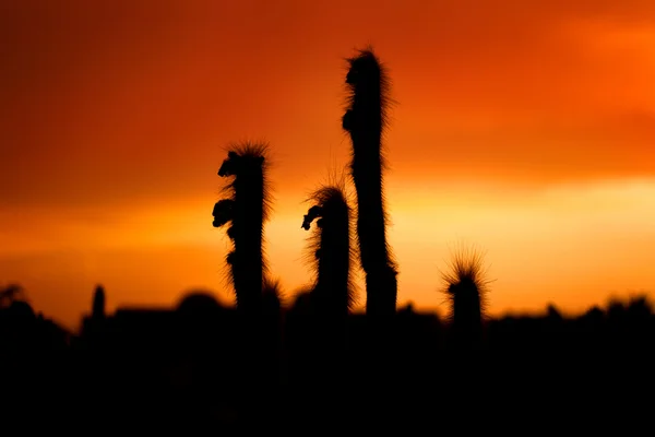 Silhouetted cactus at sunset — Stock Photo, Image