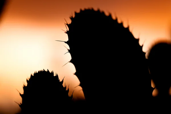 Cactus zonsondergang — Stockfoto