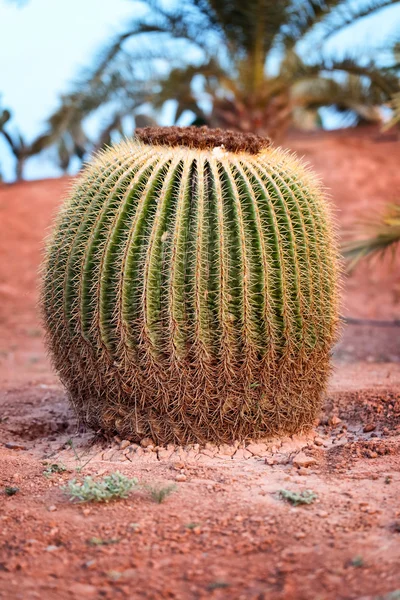 Величезний бочковий кактус У пустелі — стокове фото