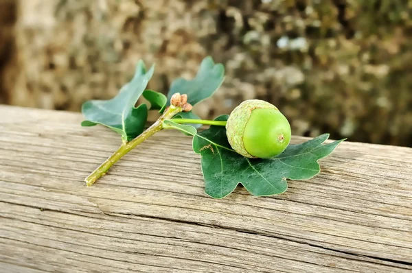 stock image An Acorn