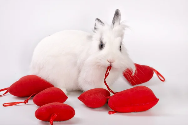 Rabbit and hearts — Stock Photo, Image