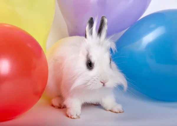 Conejo y globos — Foto de Stock