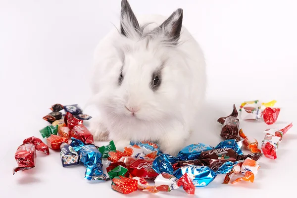 Conejo y caramelos —  Fotos de Stock