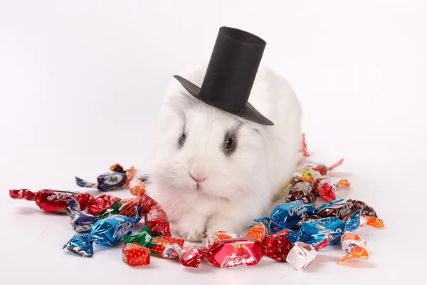 Conejo en un sombrero —  Fotos de Stock
