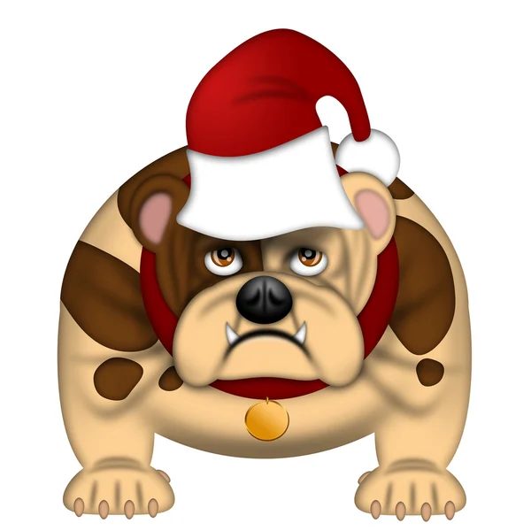Englischer Bulldog mit Weihnachtsmütze isoliert auf weißem Grund — Stockfoto