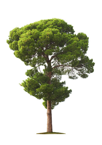 Tree on white background