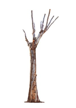 Tree on white background clipart