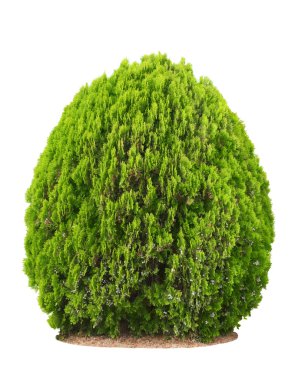 Green beautiful bush clipart