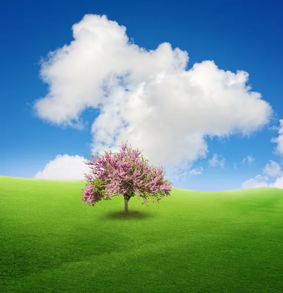 Copac pe câmp verde — Fotografie, imagine de stoc