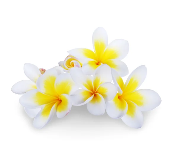 Франжипани Spa Flower — стоковое фото
