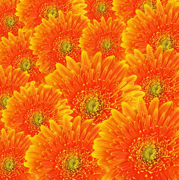 Orange gerbera flowers background — Stock Photo, Image