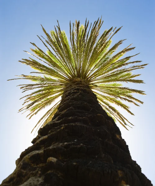 Palm tegen de blauwe lucht — Stockfoto
