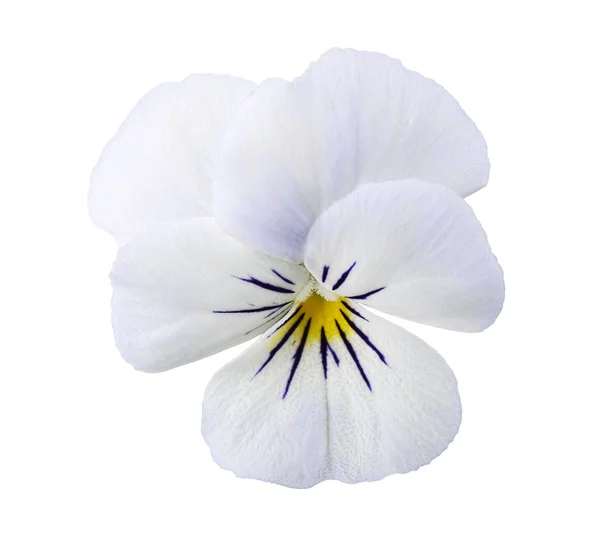 Fiore di Viola — Foto Stock