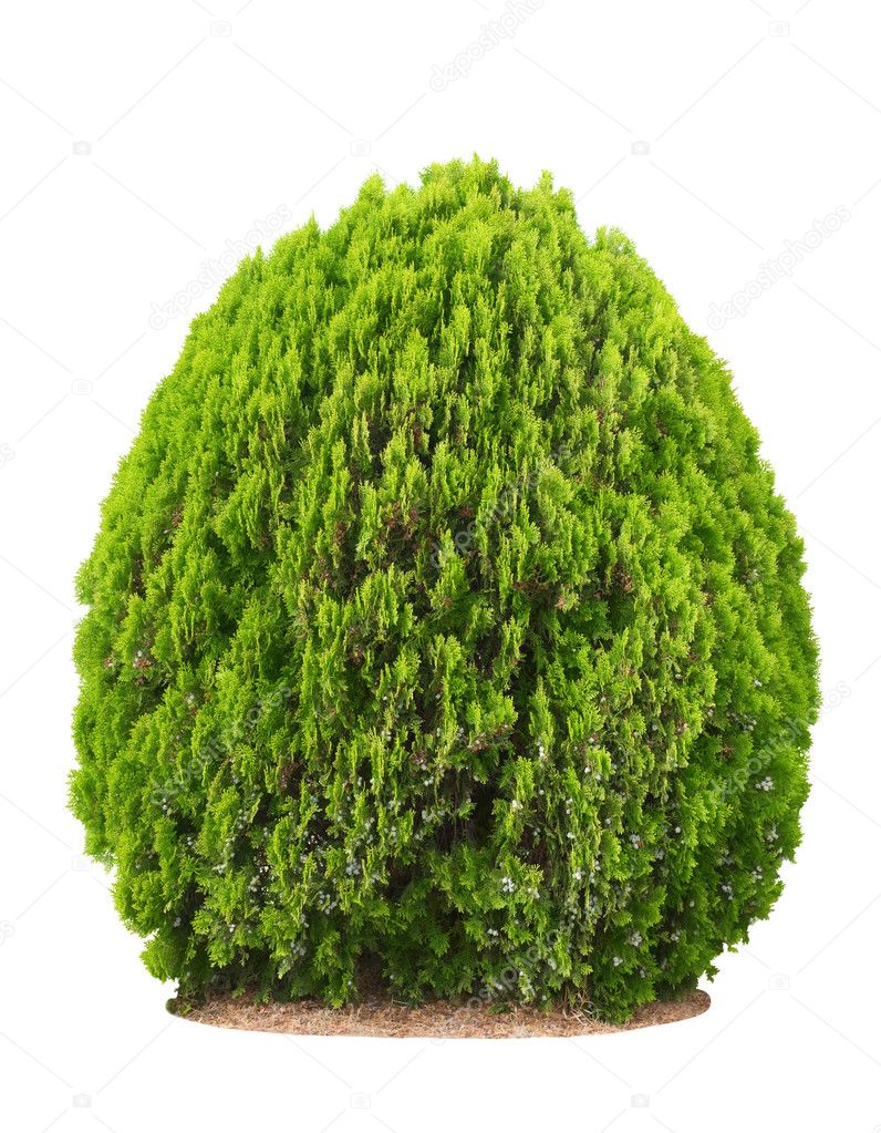Green beautiful bush