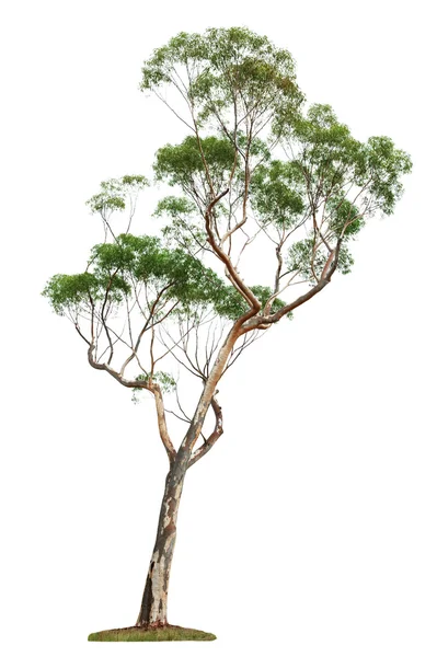 Träd på vit bakgrund — Stockfoto