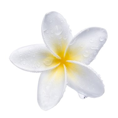 Frangipani flower clipart