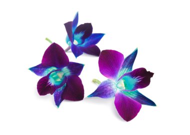 Orchid clipart