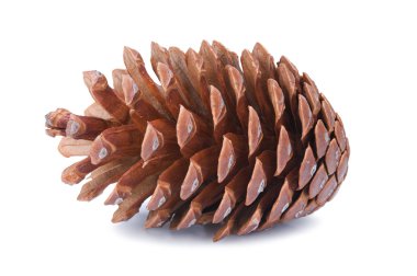 Fir cone clipart