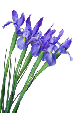 Iris flower clipart