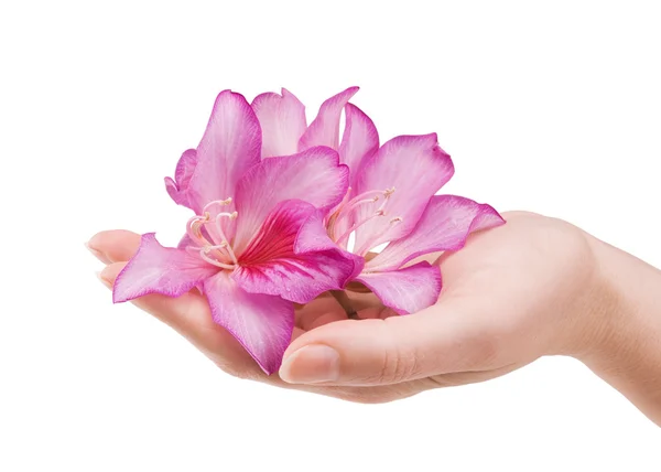 Vrouwelijke hand met bloem — Stockfoto