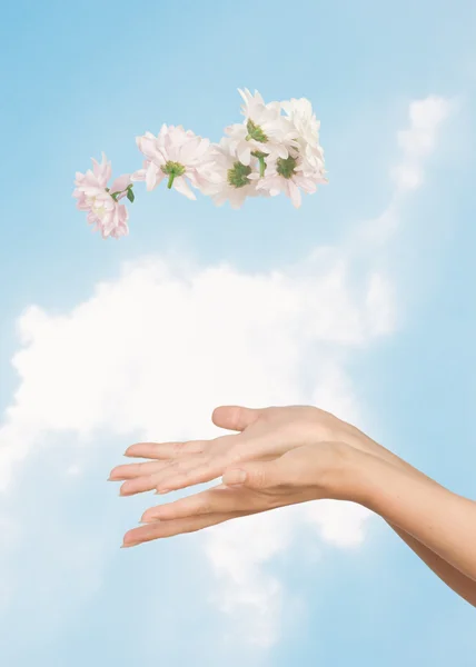 Руки женщины с цветами — стоковое фото