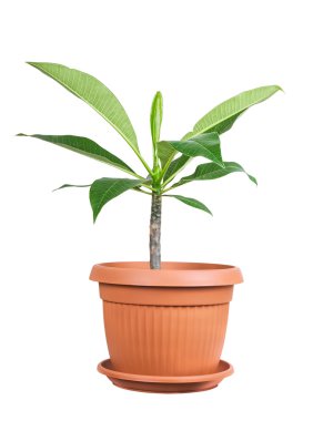 House plant clipart