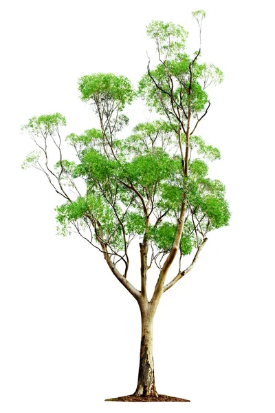 Beyaz arkaplanda ağaç — Stok fotoğraf
