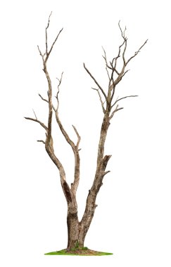 Tree on white background clipart