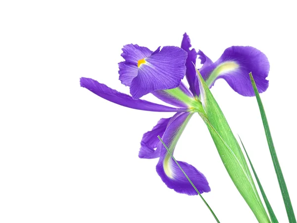 Flori de iris — Fotografie, imagine de stoc