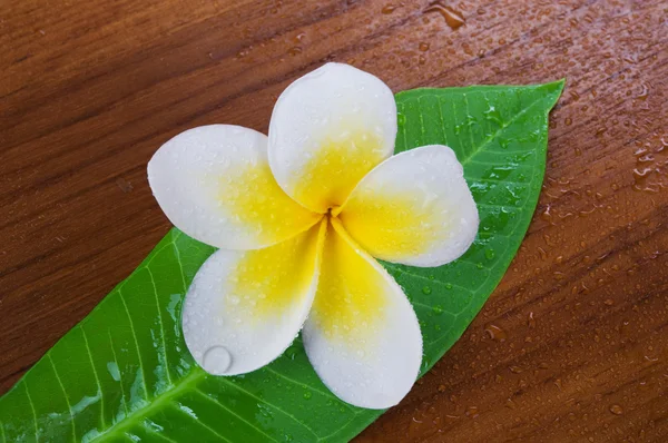 Frangipani Spa Flower — Stock Photo, Image