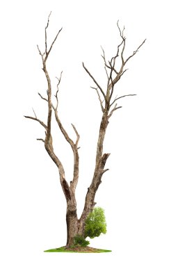 Old tree on white background.Concept death and life revival. clipart