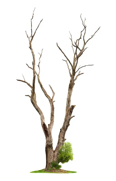 Árvore velha em fundo branco.Conceito morte e reavivamento da vida . — Fotografia de Stock
