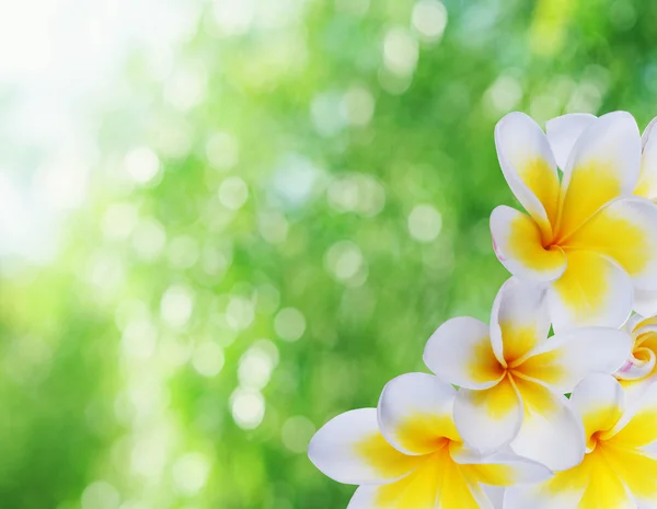 Piękny bokeh naturalne i frangipani — Zdjęcie stockowe