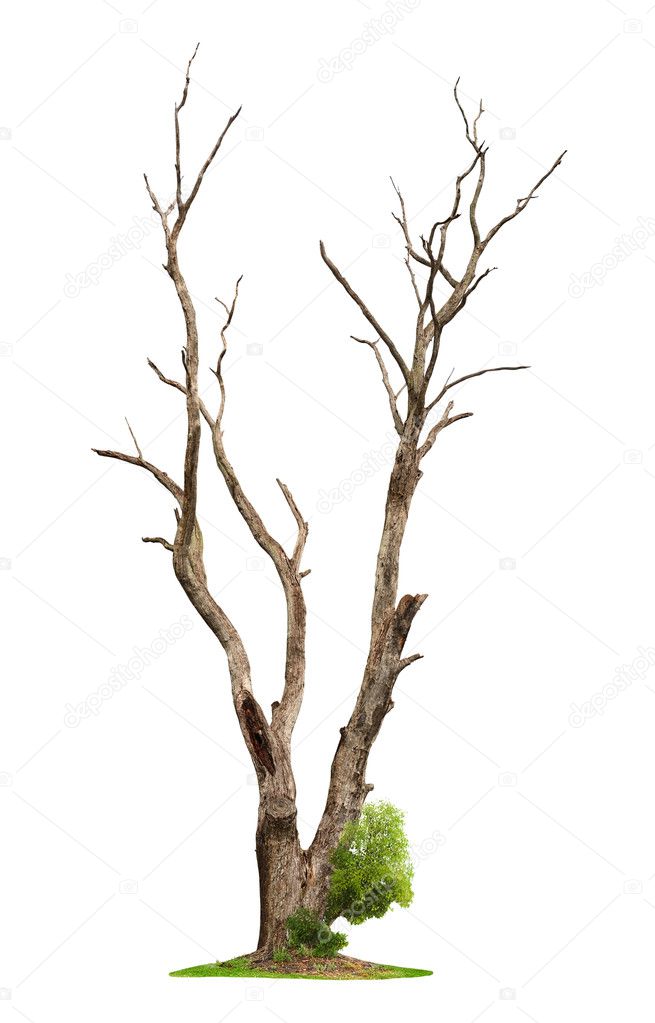 Old tree on white background.Concept death and life revival.