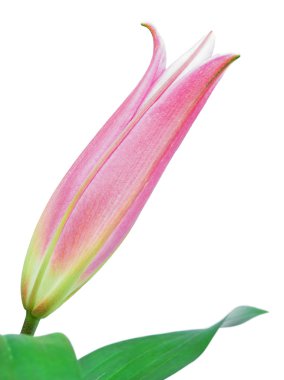 Lily flower clipart